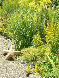 Starfish on Garden Path